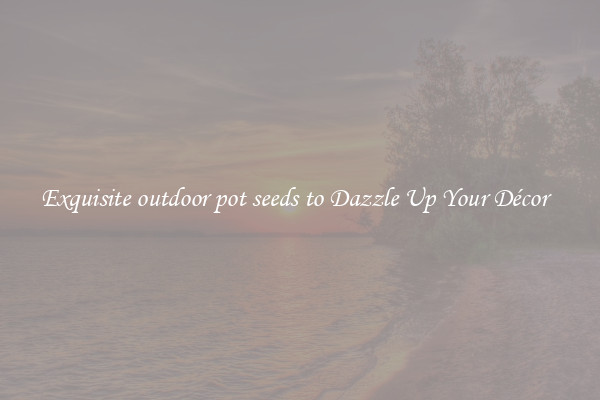 Exquisite outdoor pot seeds to Dazzle Up Your Décor  